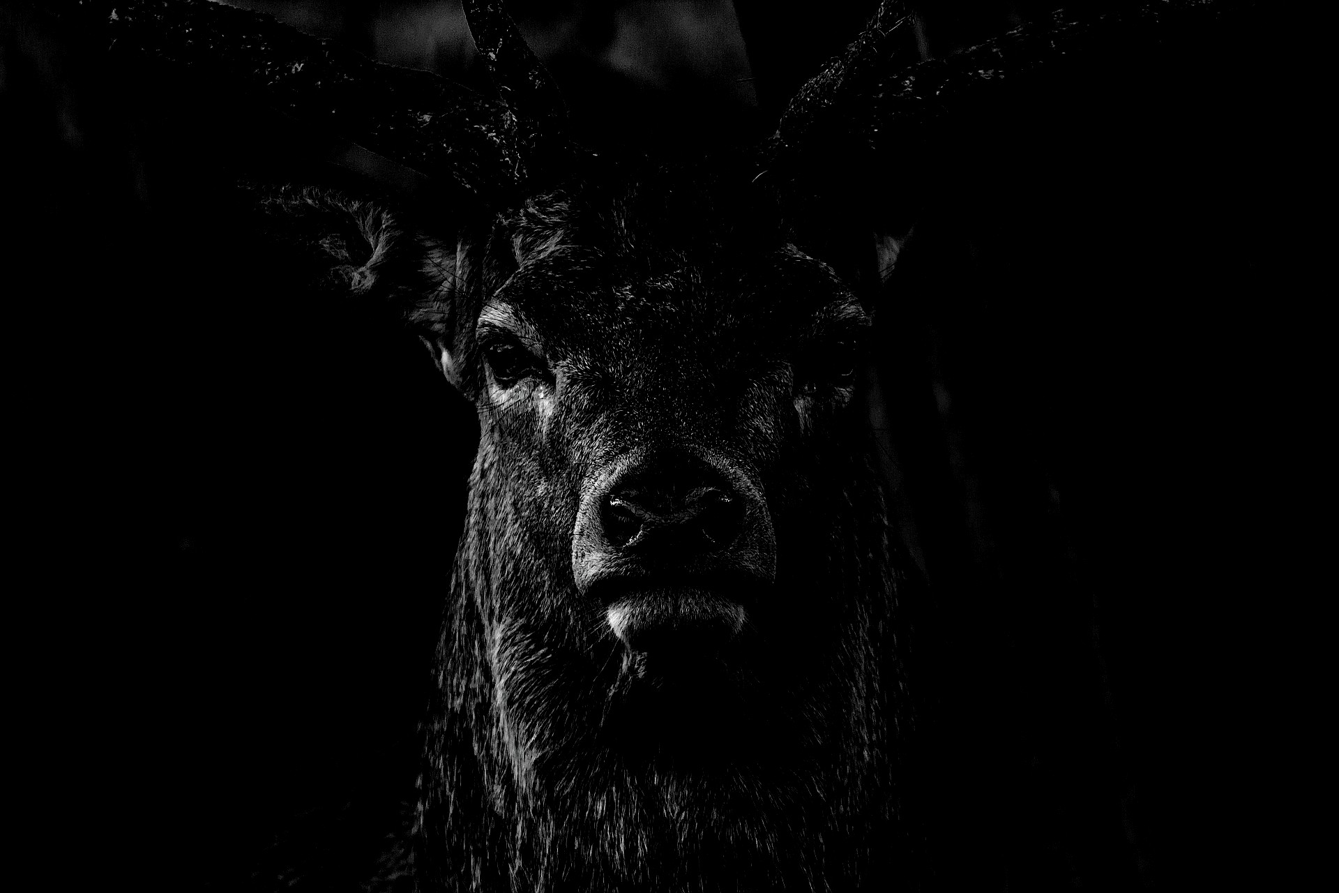 elk face